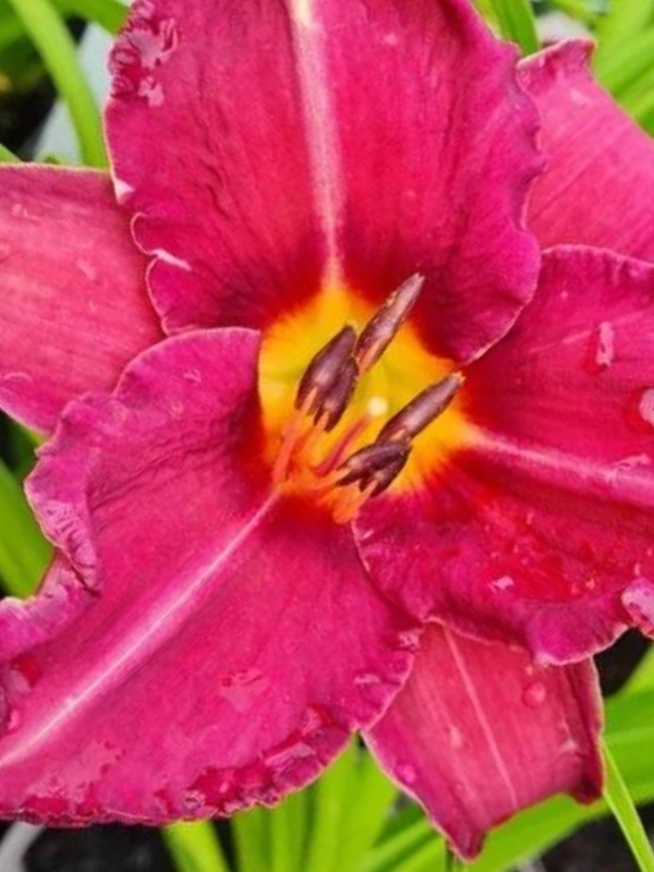 Crin de o zi (Hemerocallis Byzantine Emperor)