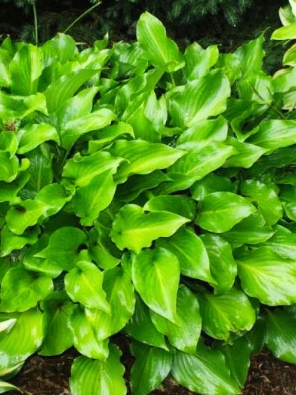 Crin de toamna (Hosta Invincible)