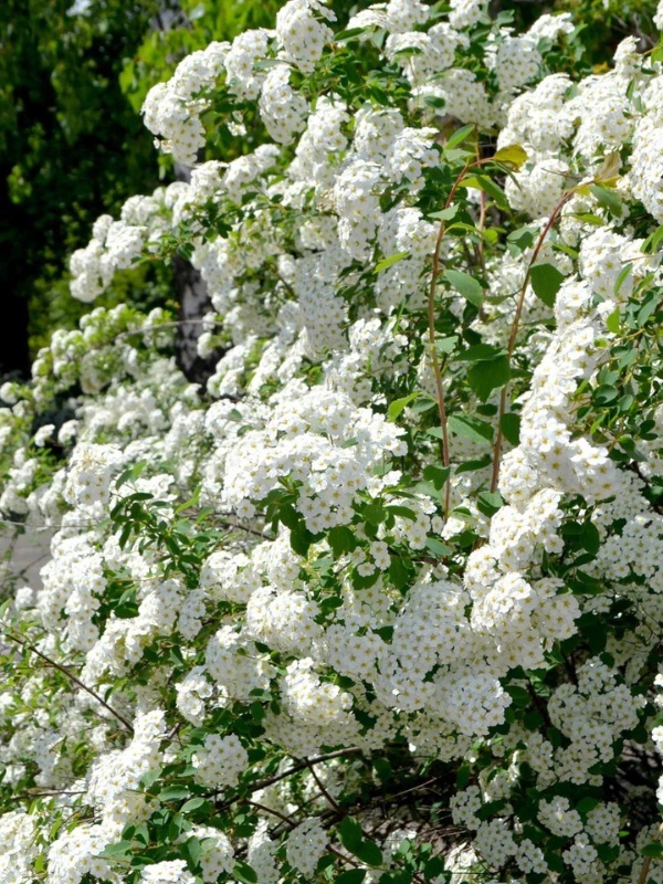 Cununita alba (Spiraea cinerea Grefsheim)