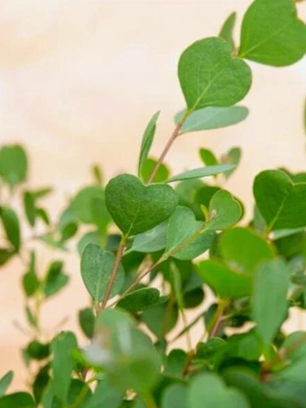 Eucalipt (Eucalyptus websteriana Heart)