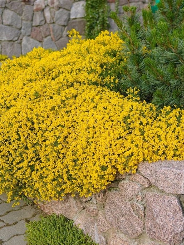 Genista (Genista lydia)