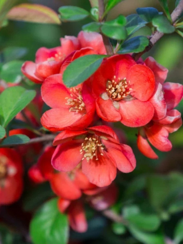 Gutui japonez (Chaenomeles superba Crimson and Gold)