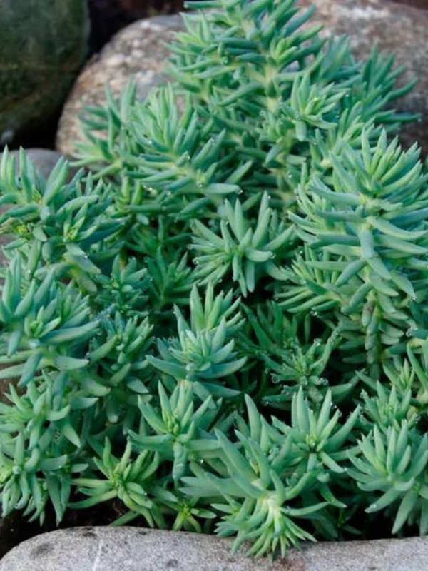 Iarbă de soaldina (Sedum reflexum)