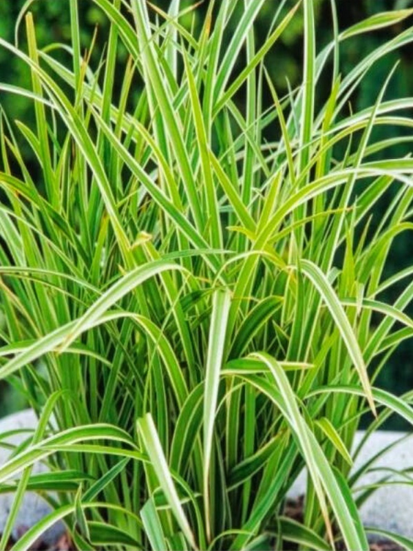Iarba decorativa (Carex morrowii 'Vanilla Ice')