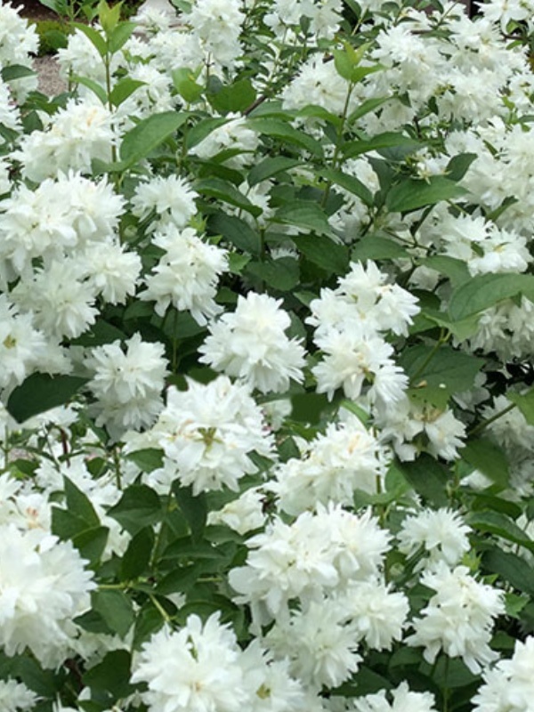 Iasomie batuta (Philadelphus Minnesota Snowflake)