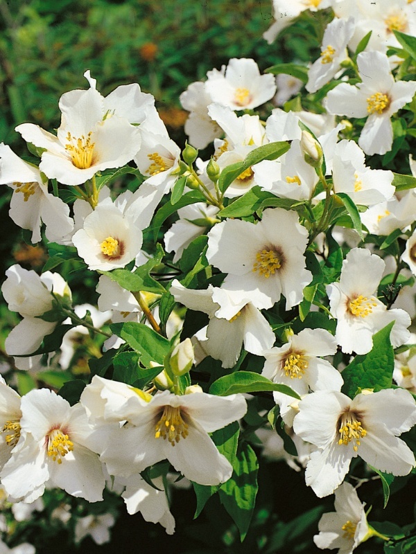 Iasomie cu flori mari (Philadelphus Belle Etoile)