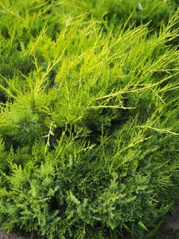 Ienupar galbui (Juniperus ch. Kuriwao Gold)