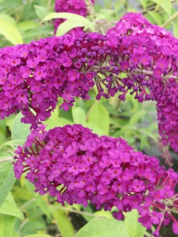 Liliac de vara Royal Red (Buddleja davidii Royal Red)