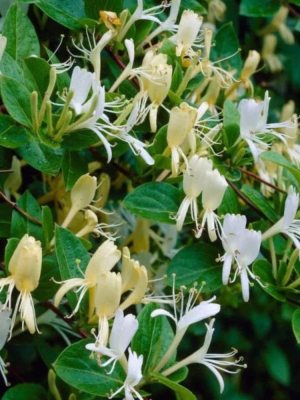 Mana Maicii Domnului (Lonicera japonica Halliana)