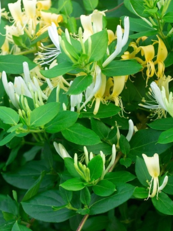 Mana Maicii Domnului (Lonicera japonica Halls prolific)