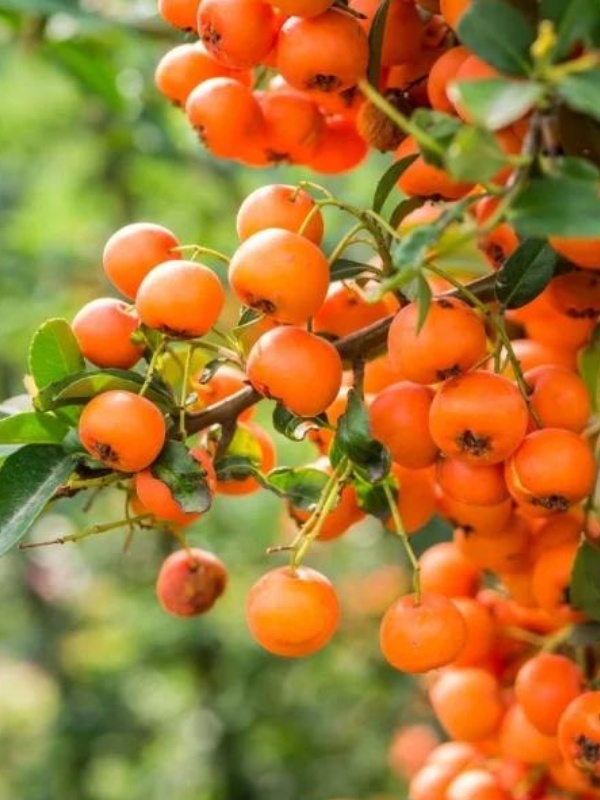 Piracanta portocalie (Pyracantha Orange Glow)