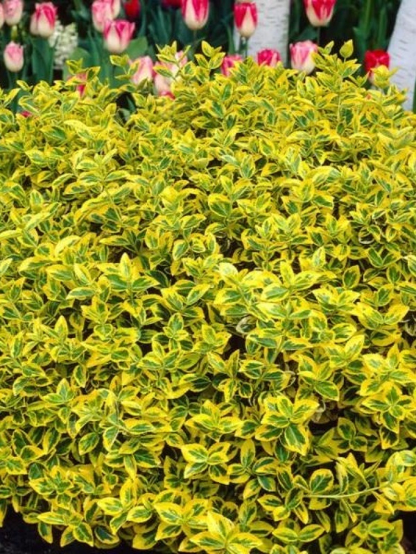 Salba galbena (Euonymus fortunei Emerald Gold)