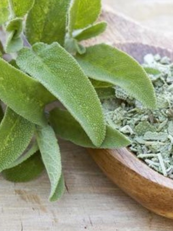 Salvie (Salvia officinalis)