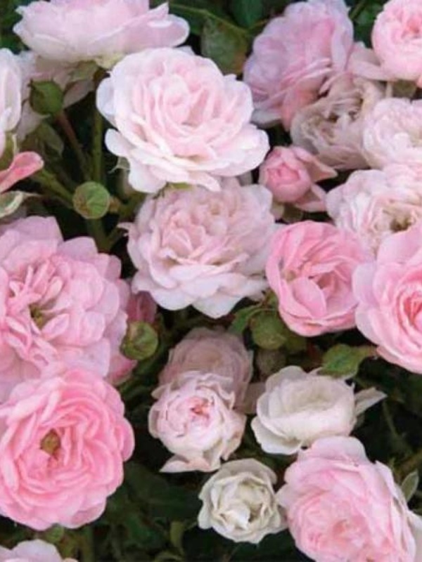 Trandafir pitic roz (Rosa The Fairy)