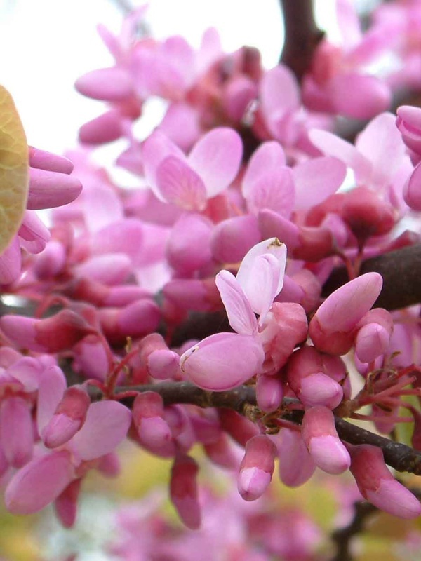 Arborele de Iudeea (Cercis siliquastrum)