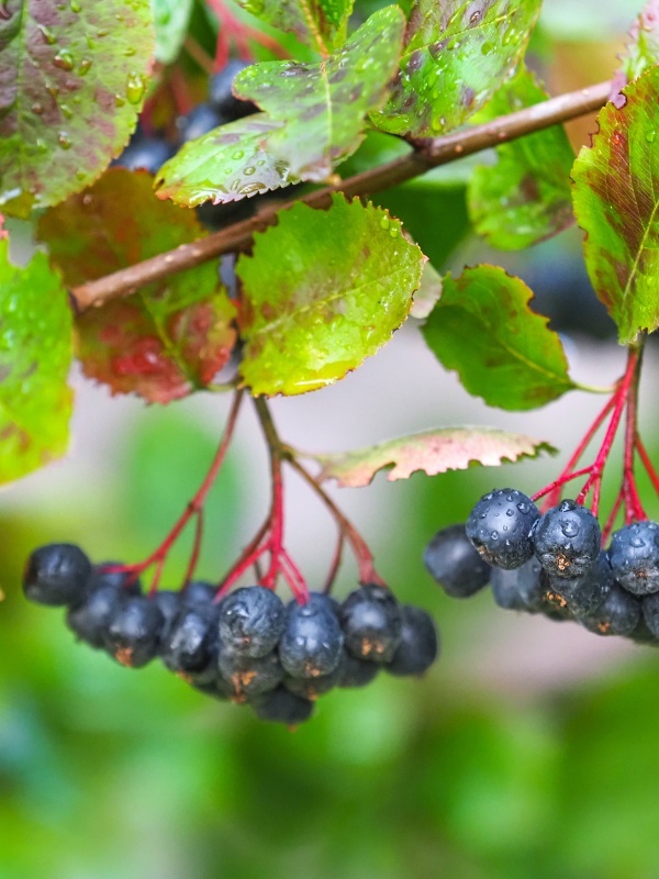 Aronia viking (Aronia prunifolia viking)