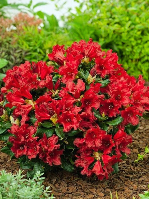 Azalee japoneza (Rhododendron Doloroso) - Img 1