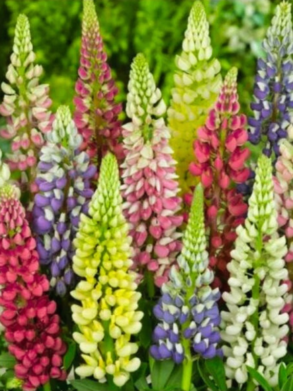 Cafelute mix (Lupinus Legend mixed)