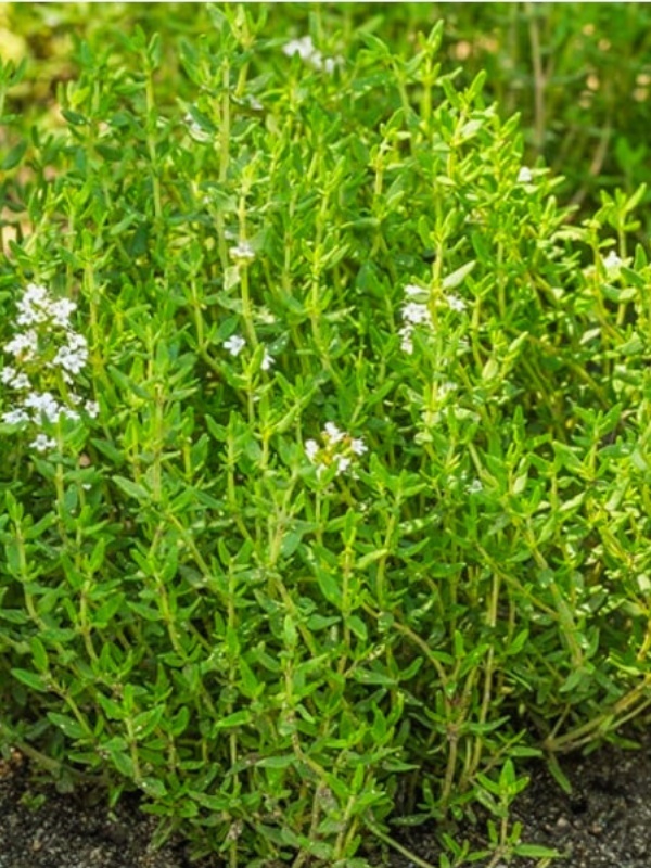 Cimbru alb (Thymus vulgaris White)