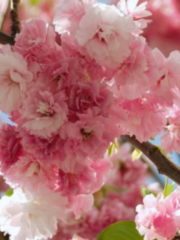 Cires japonez roz (Prunus serrulata Pink Perfection)