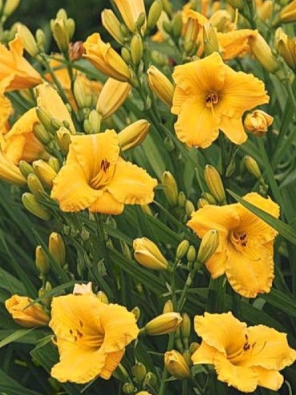 Crin de o zi (Hemerocallis Bakabana)