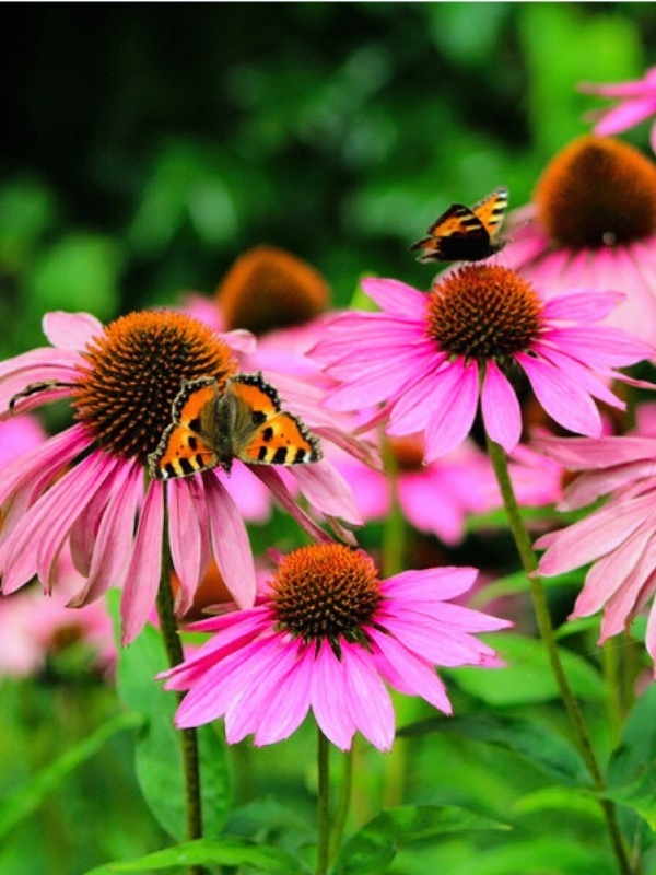 Echinaceea roz (Echinacea magnus)