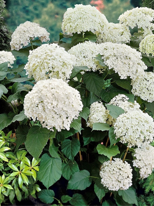 Hortensia Annabelle (Hydrangea arborescens Annabelle)