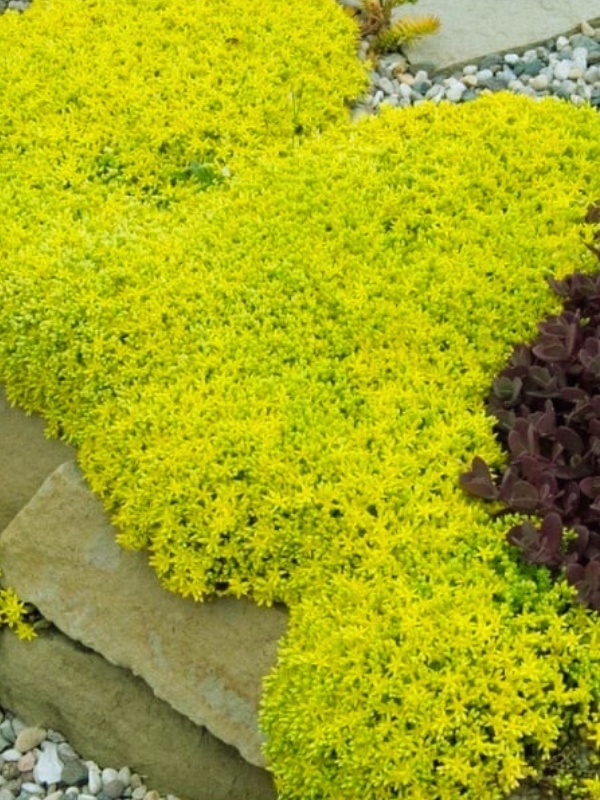 Iarba de soaldina (Sedum aurea)