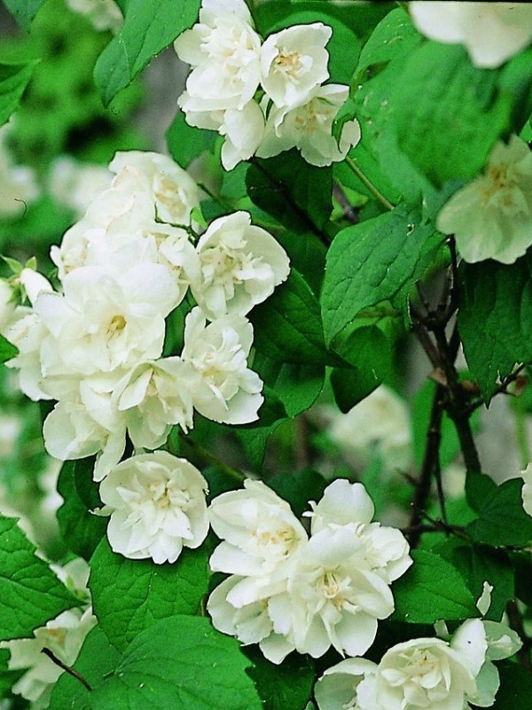 Iasomie batuta (Philadelphus virginal)