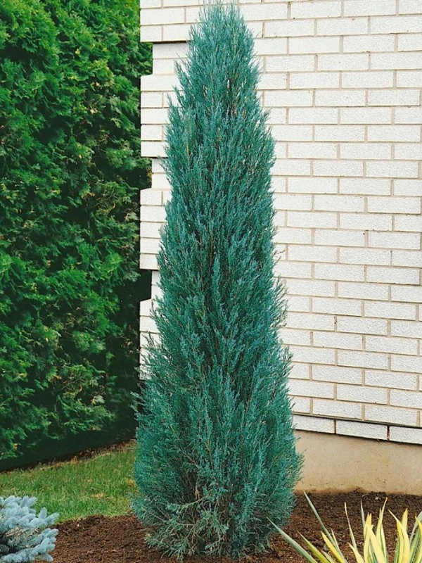 Ienupar sageata (Juniperus Blue Arrow)
