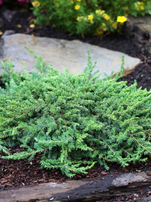 Ienupar tarator verde (Juniperus comm. Greenmantle)
