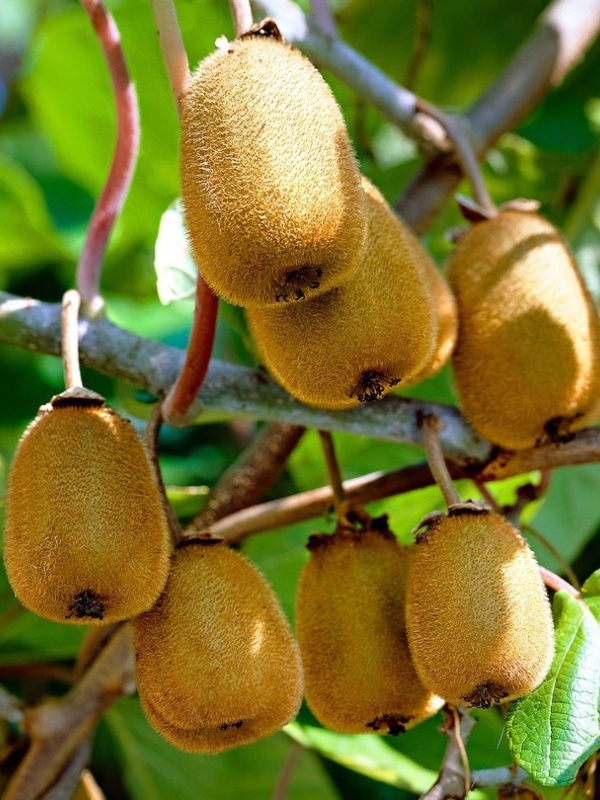 Kiwi (Actinidia deliciosa Jenny)