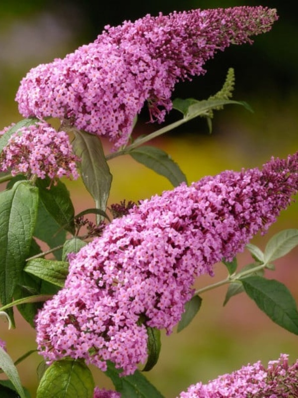 Liliac de vara roz (Buddleja dav. Pink Delight)