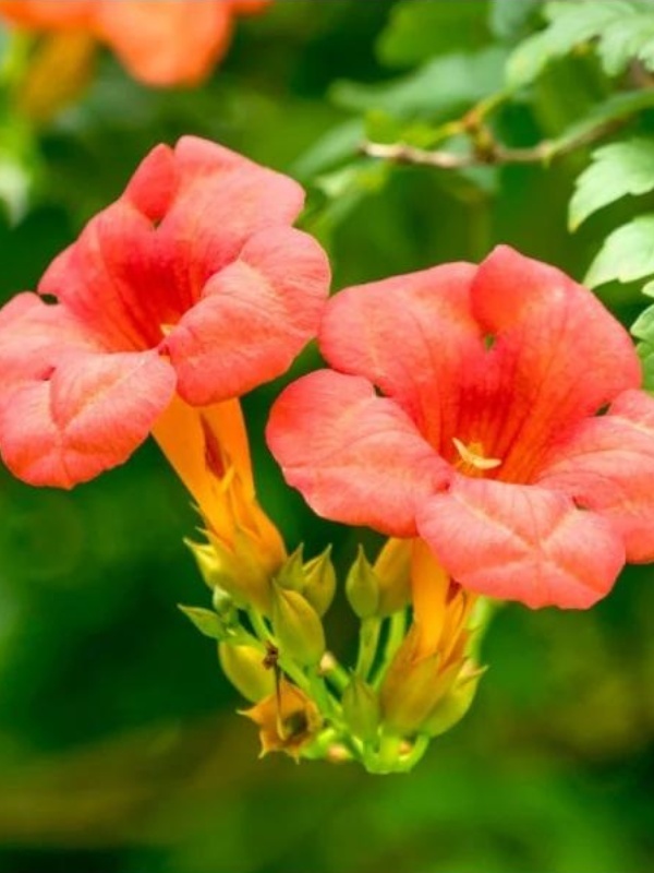 Luleaua turcului (Campsis radicans)