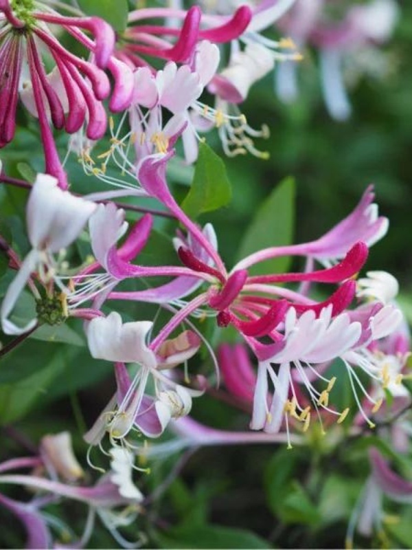 Mana Maicii Domnului (Lonicera japonica Red World)