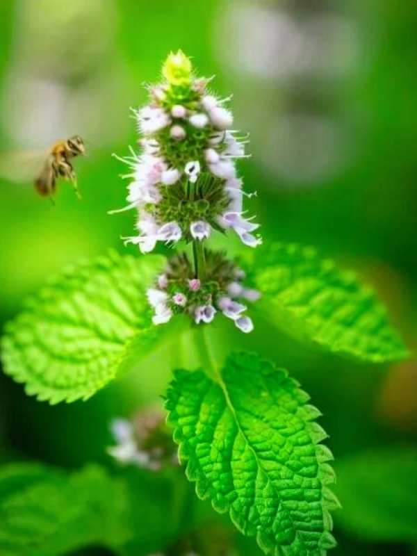 Melisa (Melissa officinalis)