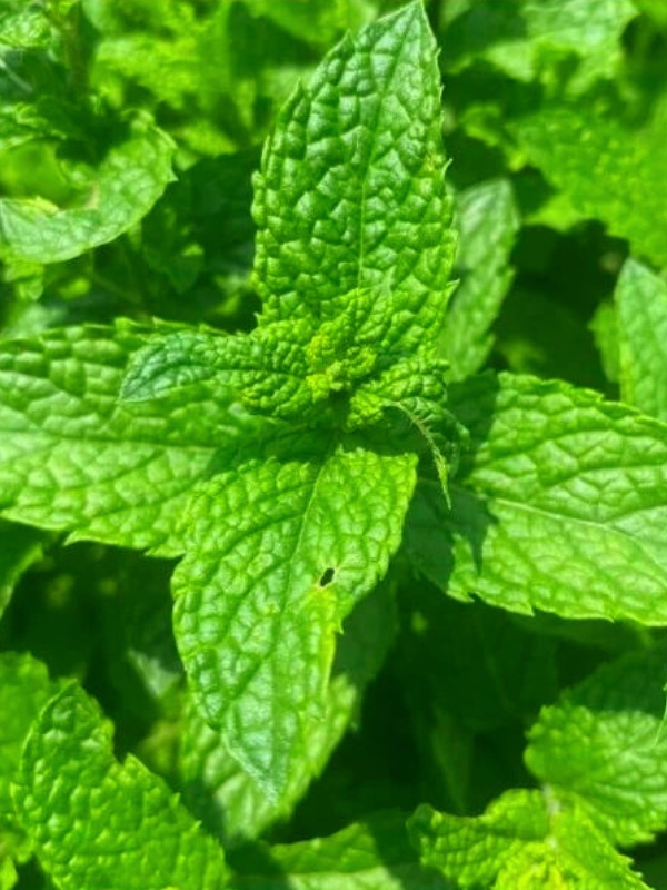 Menta (Mentha spicata Morrocan mint)
