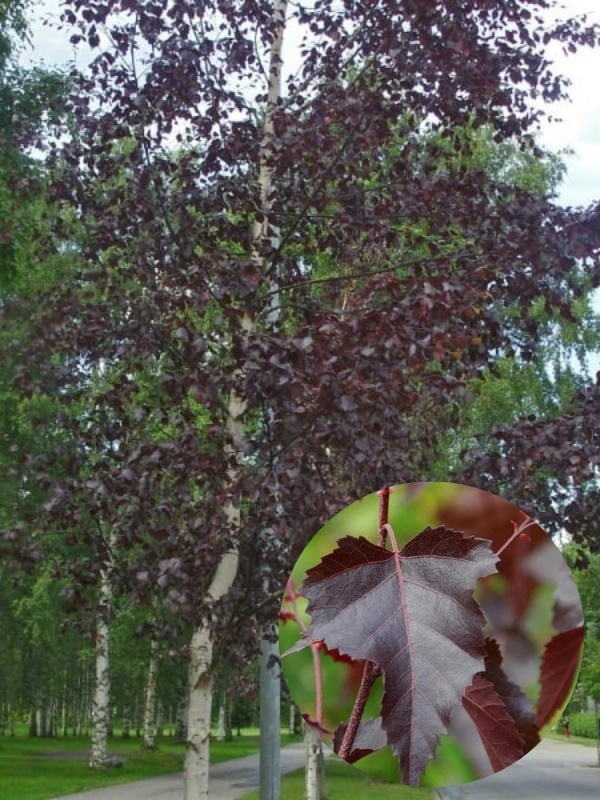 Mesteacan rosu ( Betula pendula purpurea)