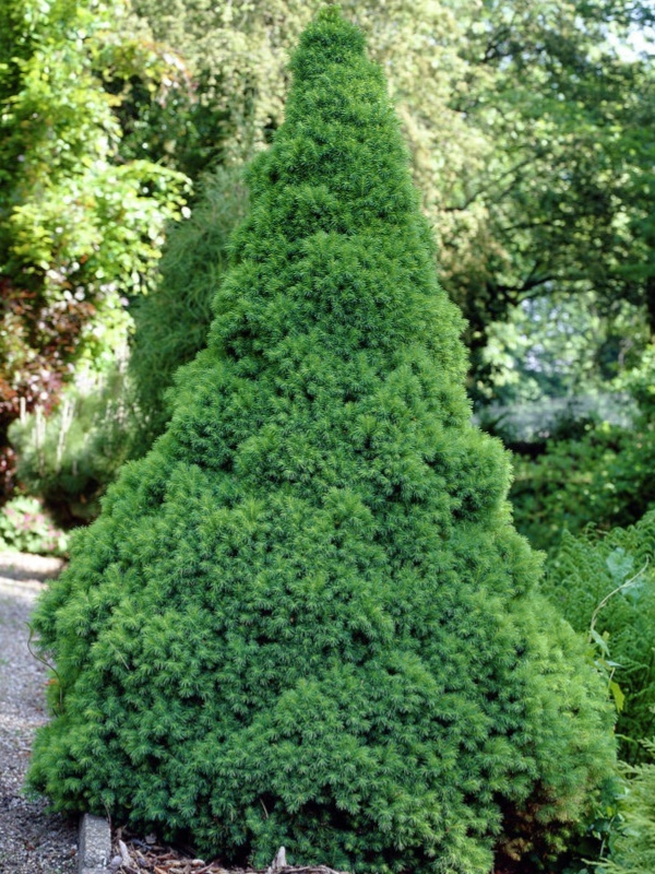 Molid conic (Picea glauca Conica)