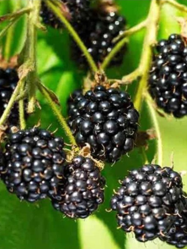 Mur fara spini (Rubus hirtus Thornfree) 2L