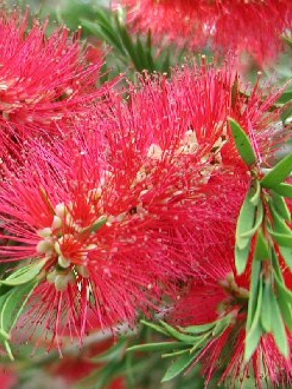 Perie de sticla rosie (Callistemon Laevis)
