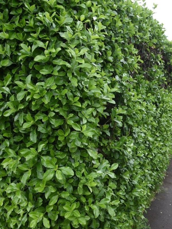 Salba vesnic verde (Euonymus japonicus)