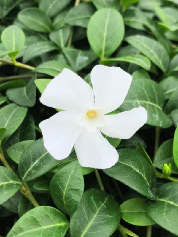 Saschiu (Vinca minor Alba)