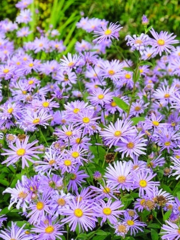 Stelute de toamna (Aster frikarti)