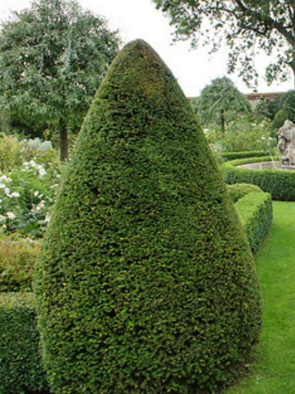 Tisa (Taxus baccata)