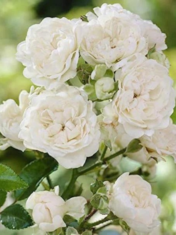 Trandafir pitic alb (Rosa White Fairy)