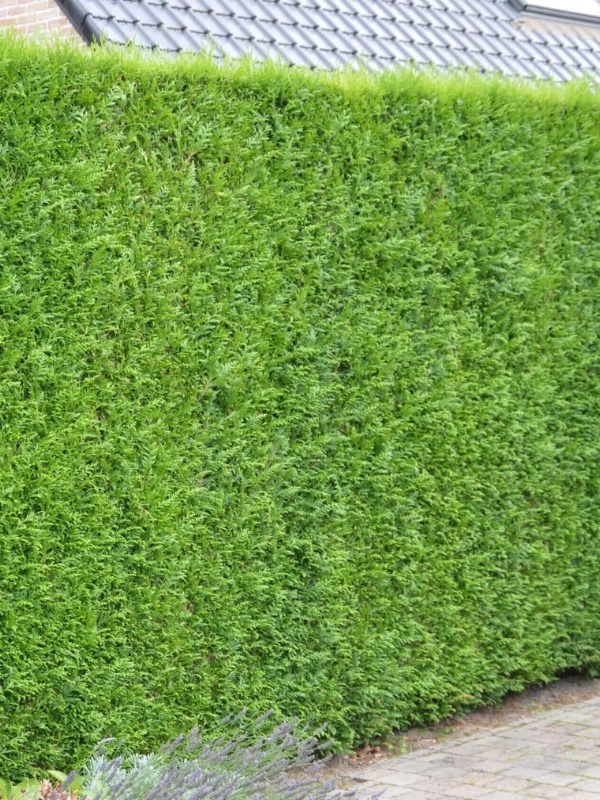 Tuia gigant (Thuja plicata Atrovirens) 25-40 cm