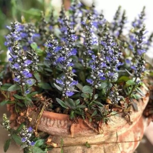 Ajuga reptans Chocolate chips - Img 4
