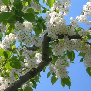 Arbore de ghiocei (Halesia carolina) - Img 4