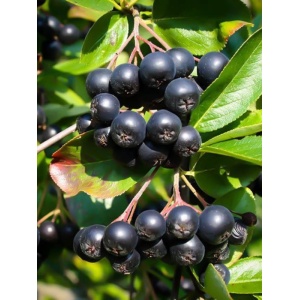 Aronia nero (Aronia prunifolia Nero) - Img 1
